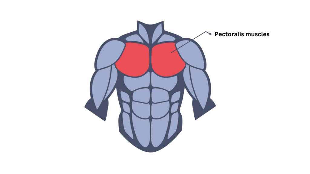 Muscles targeted by pec deck fly